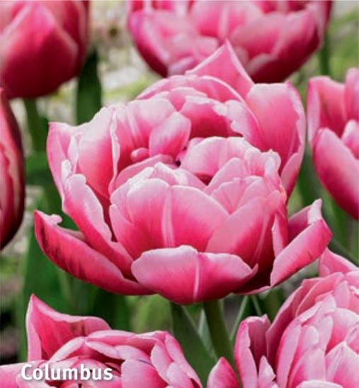 Tulipa Columbus