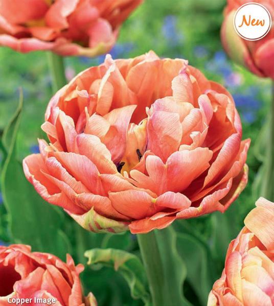 Tulipa Copper Image