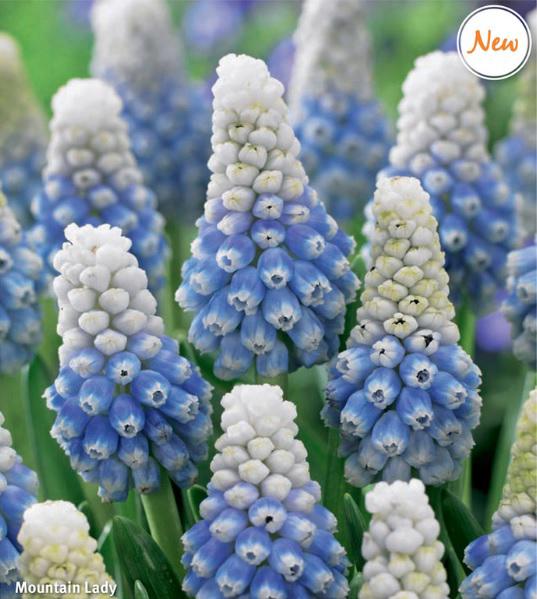 Muscari Mountain Lady