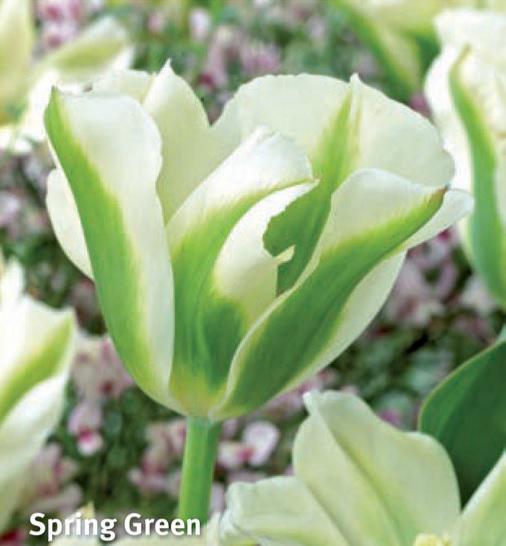 Tulipa Spring Green