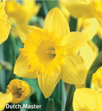 Narcissus Dutch Master