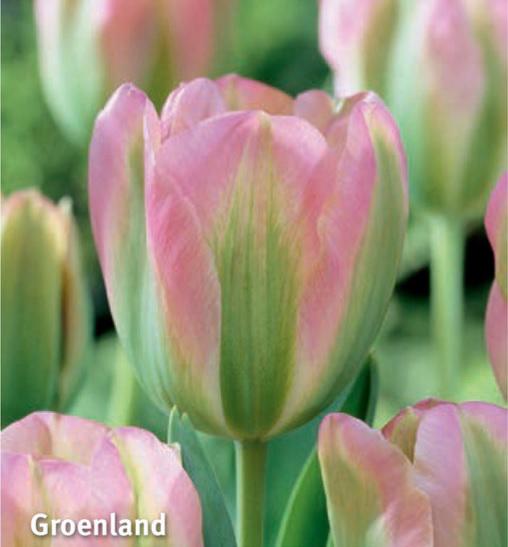 Tulipa Groenland