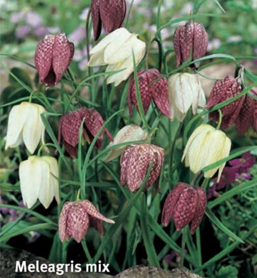 Fritillaria meleagris Mix