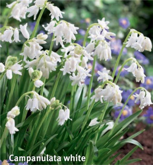Scilla campanulata White, 15 stk.