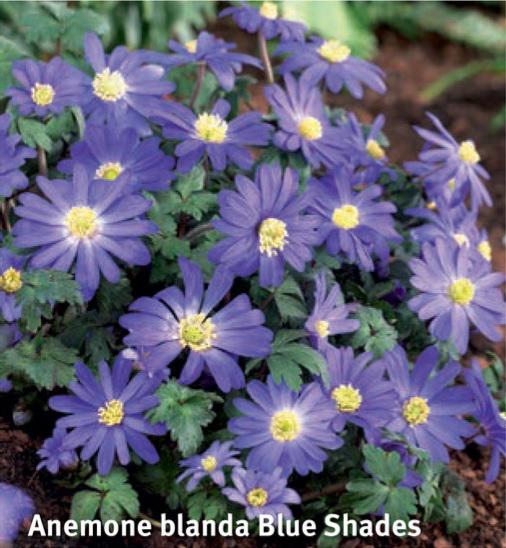 Anemone blanda Blue Shade