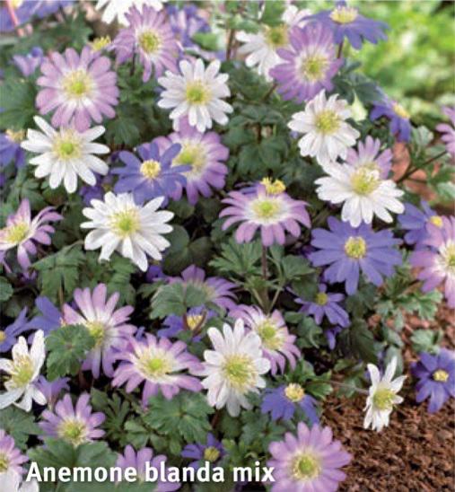 Anemone blanda Mix, 20 stk.