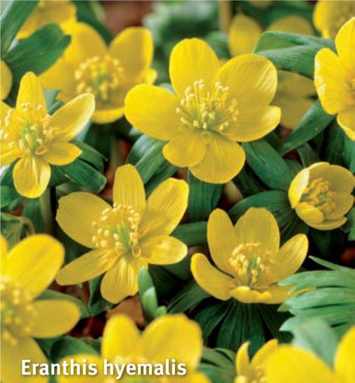 Eranthis hyemalis