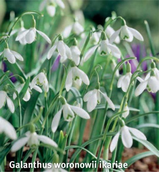 Galanthus Woronowii ikariae