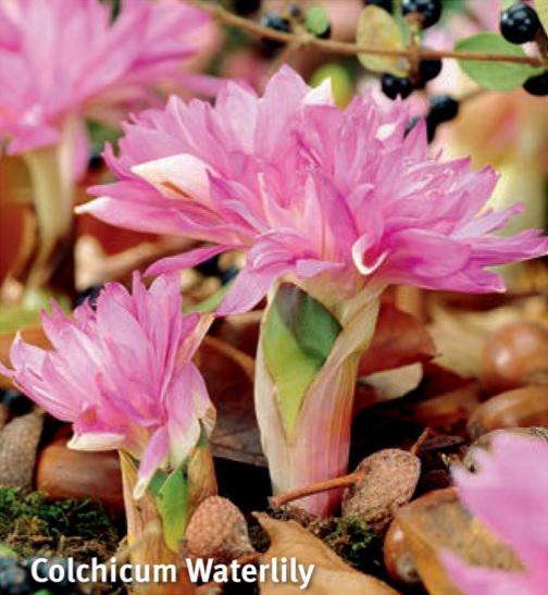 Colchicum Waterlily, 1 stk.