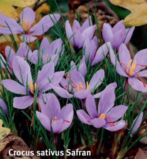 Crocus sativus Safran