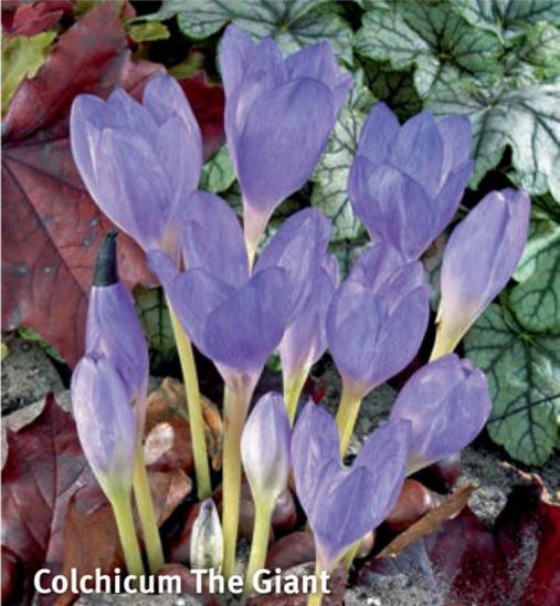 Colchicum The Giant