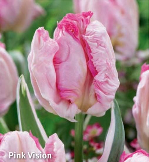 Tulipa Pink Vision