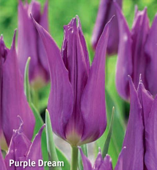 Tulipa Purple Dream