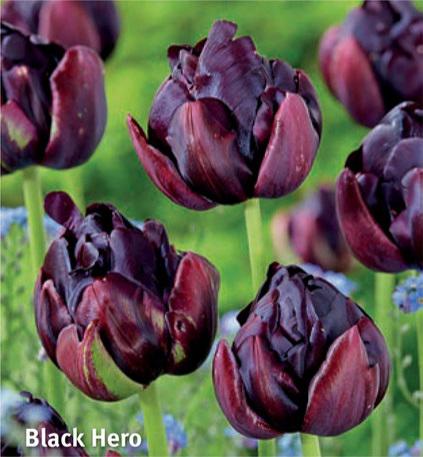 Tulipa Black Hero