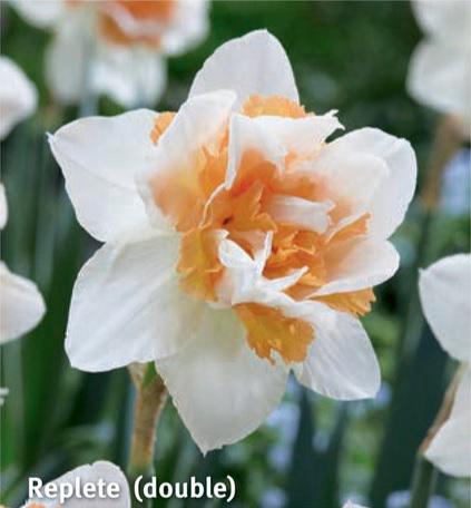 Narcissus Replete