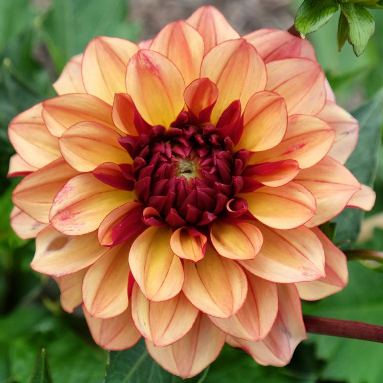 Dahlia 'Creme de Cognac'