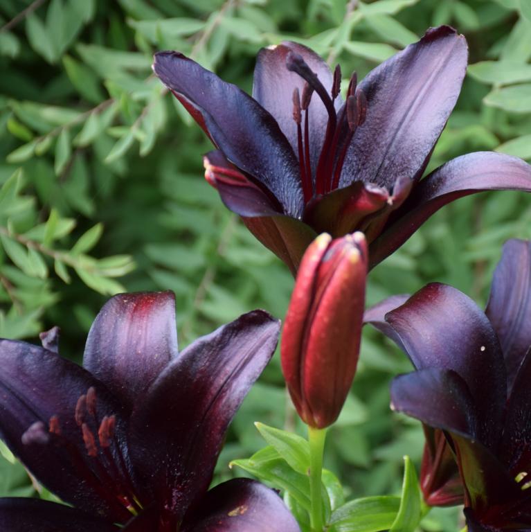 Lilium black