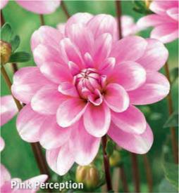 Dahlia Pink Perception