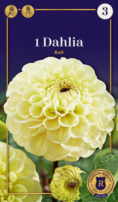 Dahlia Bolt