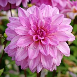 Dahlia 'Lake Michigan'