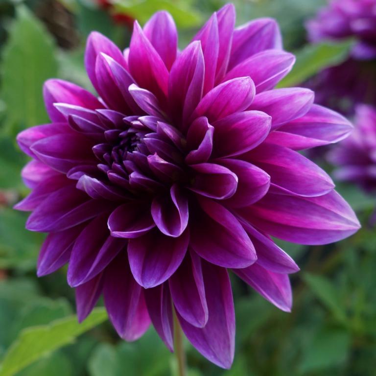 Dahlia 'Thomas A. Edison'