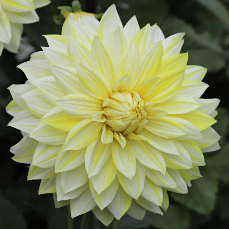 Dahlia 'La Luna'