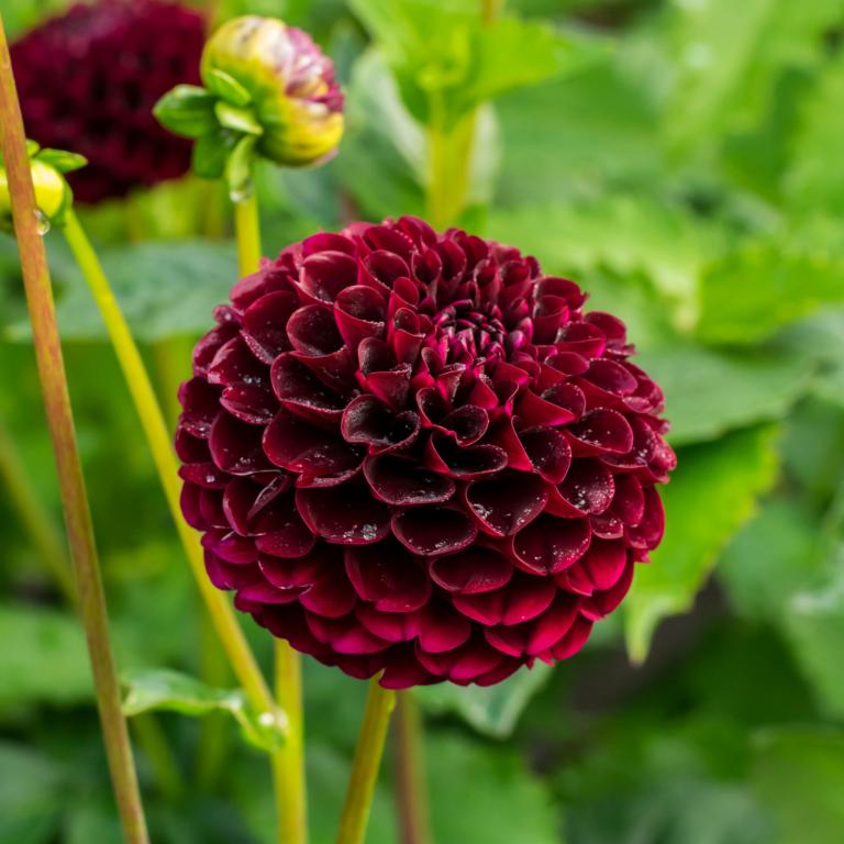 Dahlia 'Natal'