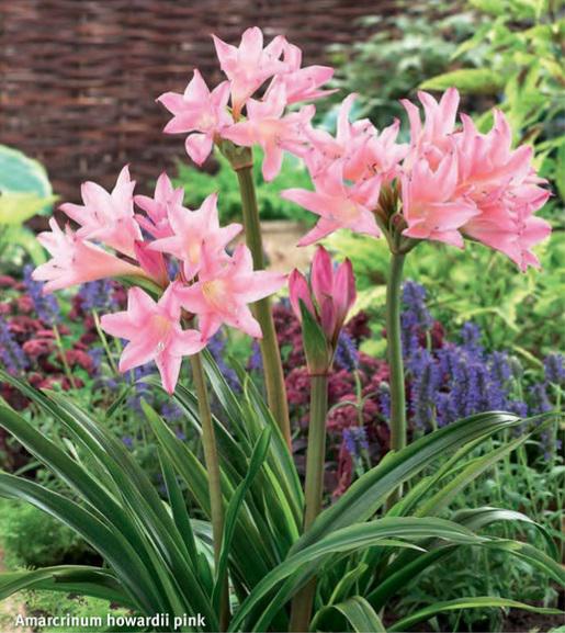 Amarcrinum Howardii pink