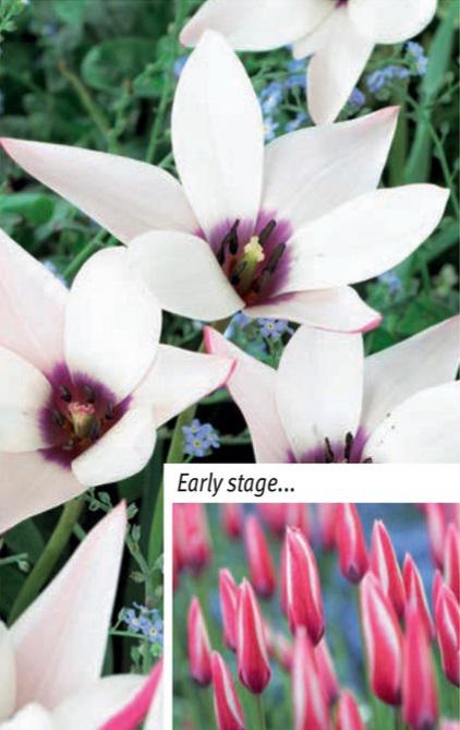 Tulipa Peppermint Stick