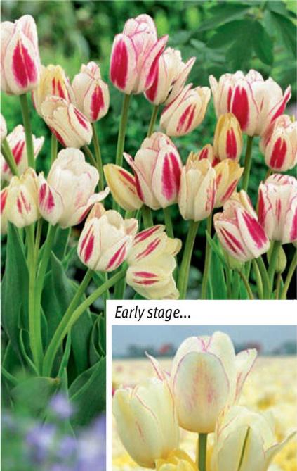 Tulipa Candy Club, 8 stk