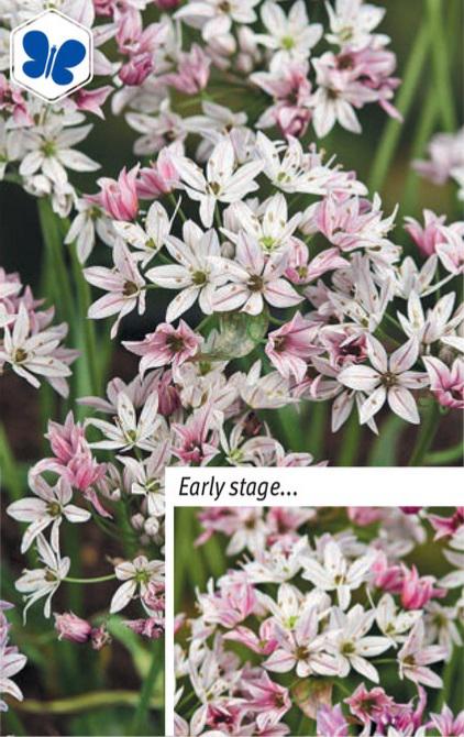 Allium Cameleon, 25 stk.