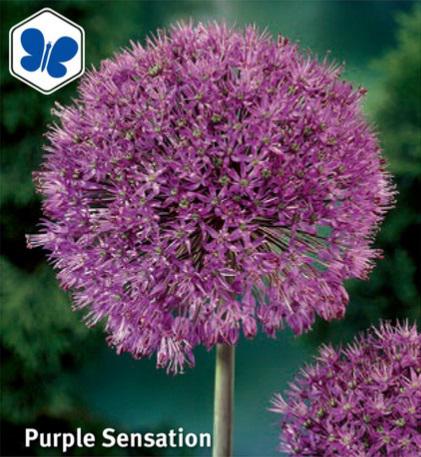 Allium Purple Sensation