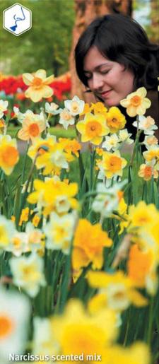 Narcissus Scented Mix