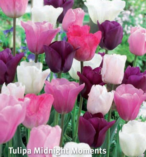 Tulipa Midnight Moments