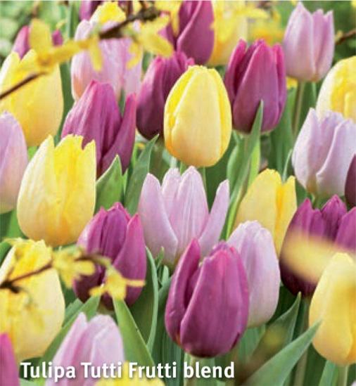 Tulipa Tutti-Frutti Blend