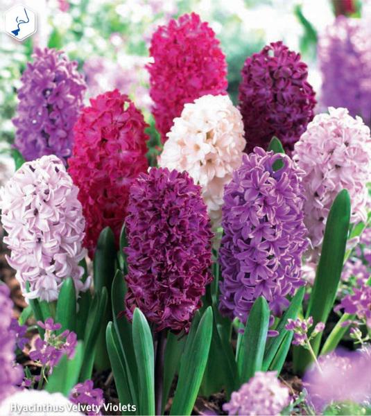 Hyacinthus Velvety Violets