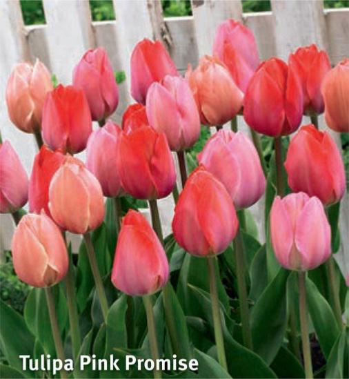 Tulipa Pink Promise