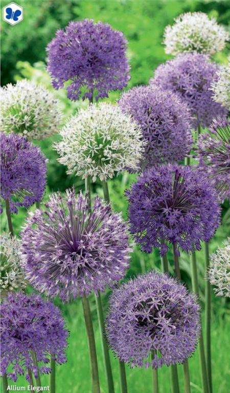 Allium Elegant