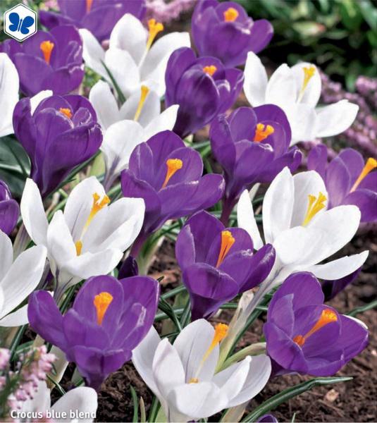 Crocus Blue Blend