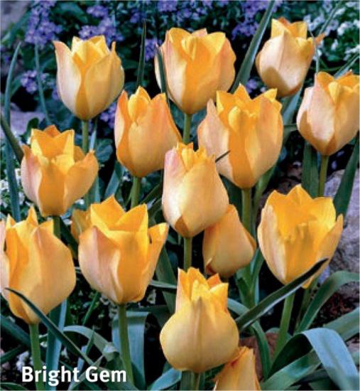 Tulipa Batalinii Bright Gem, 10 stk.