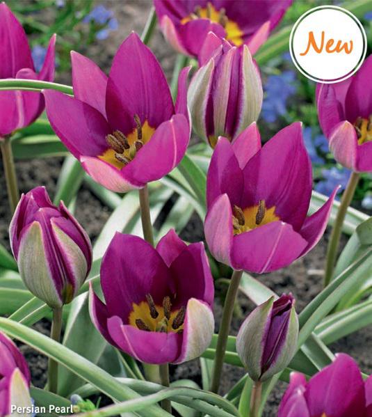 Tulipa Persian Pearl