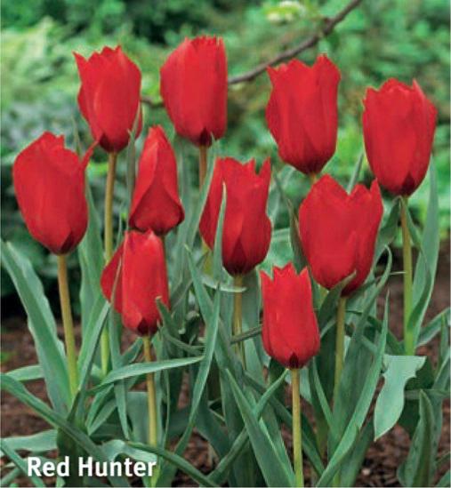 Tulipa Red Hunter, 15 stk.