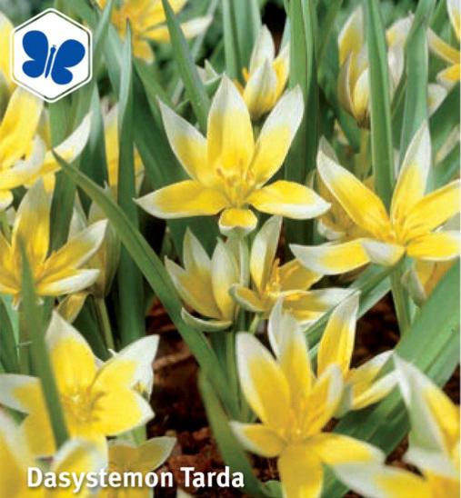 Tulipa Dasystemon Tarda