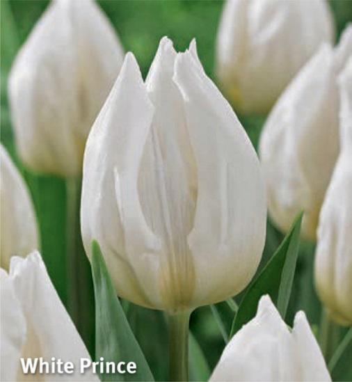 Tulipa White Prince