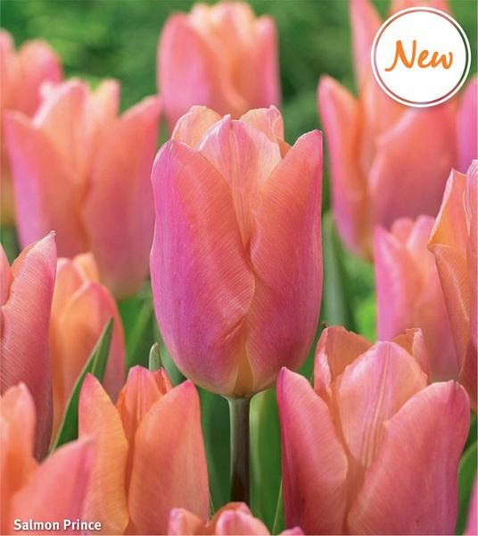 Tulipa Salmon Prince