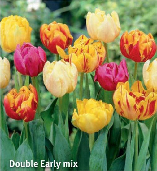 Tulipa Double Early Mix