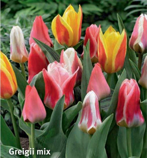 Tulipa Greigii Mix