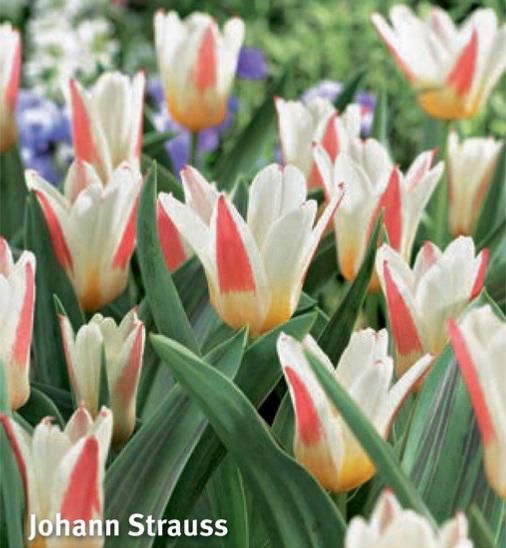 Tulipa Johan Strauss