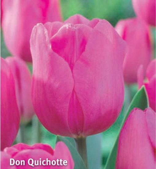 Tulipa Don Quichotte