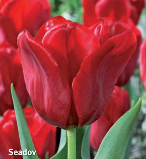 Tulipa Seadov